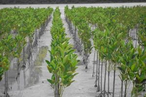 Pertamina Tanam Mangrove di Pantai Teluk Ambon